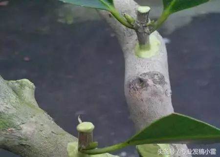 图解 盆景钻孔发芽的嫁接技术