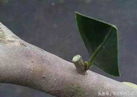 图解 盆景钻孔发芽的嫁接技术