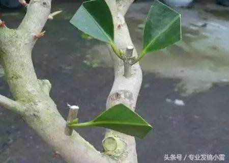 图解 盆景钻孔发芽的嫁接技术