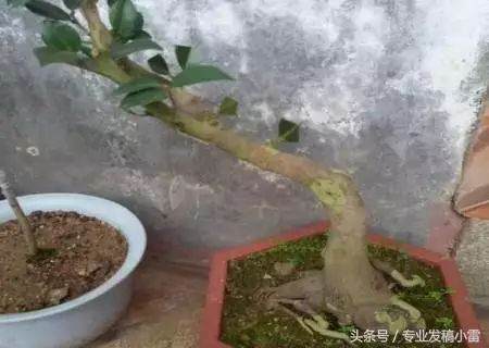 图解 盆景钻孔发芽的嫁接技术