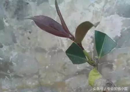 图解 盆景钻孔发芽的嫁接技术