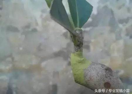 图解 盆景钻孔发芽的嫁接技术