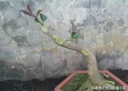 图解 盆景钻孔发芽的嫁接技术