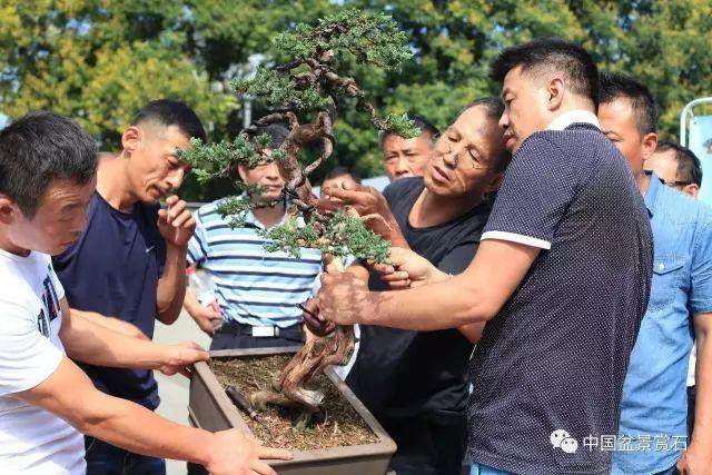 展览现场 | 阜阳“金种子”杯首届盆景展