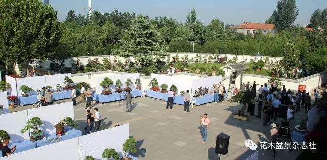 山东盆景协会联盟精品临淄邀请展获奖作品选