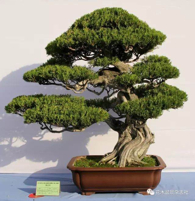 山东盆景协会联盟精品临淄邀请展获奖作品选