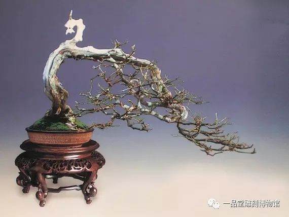 长兴首届『 盆景艺术展评 』作品征集