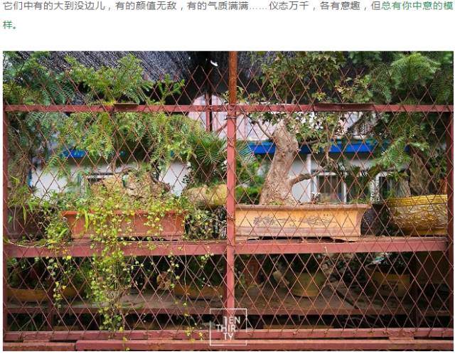 2017年4月1日举办湖北盆景拍卖交易大会