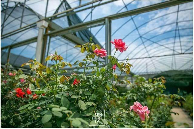 武汉最大的综合类花鸟市场 观赏鱼和盆景的大观园