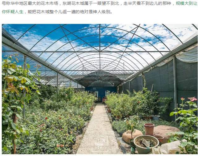 武汉最大的综合类花鸟市场 观赏鱼和盆景的大观园