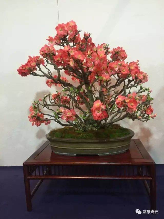 盆景探究---用心做盆景