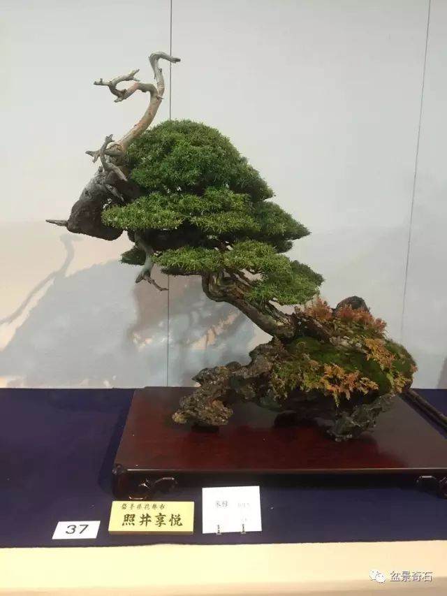 盆景探究---用心做盆景