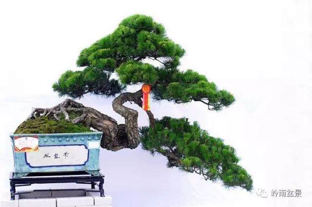 中国盆景看岭南 岭南盆景看容桂您又怎么看?