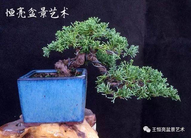 王恒亮盆景艺术公益大讲堂周六活动第四期——彭开伟制作表演