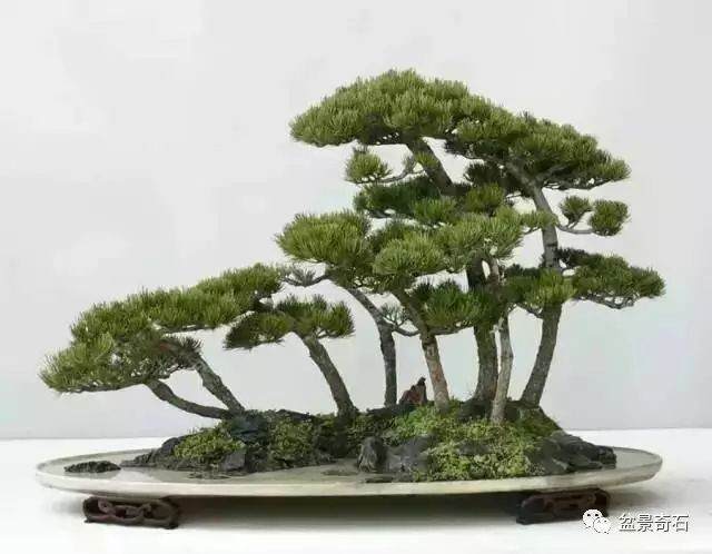 关于盆景与自然的问题&mdash;&mdash;赵庆泉