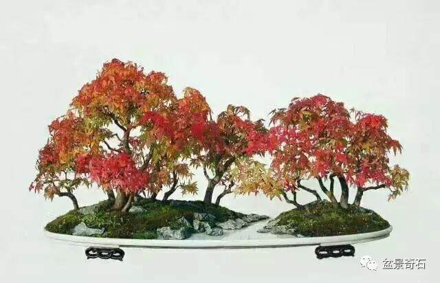 关于盆景与自然的问题&mdash;&mdash;赵庆泉