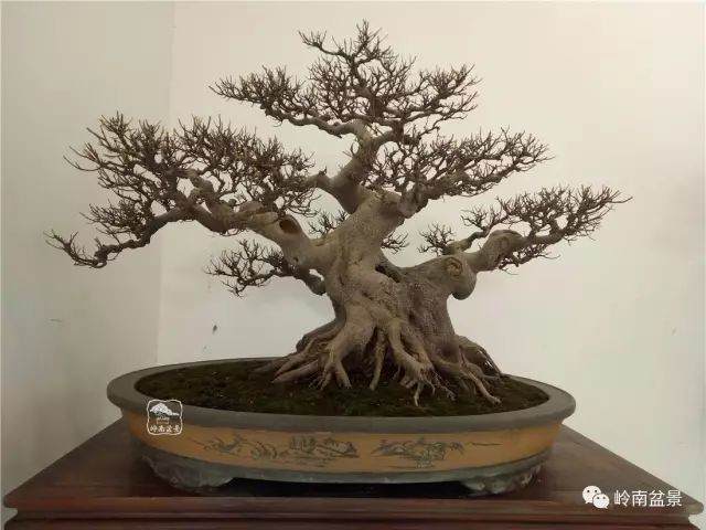 揭晓,第二届中国杯盆景大赛奖项花落谁家?