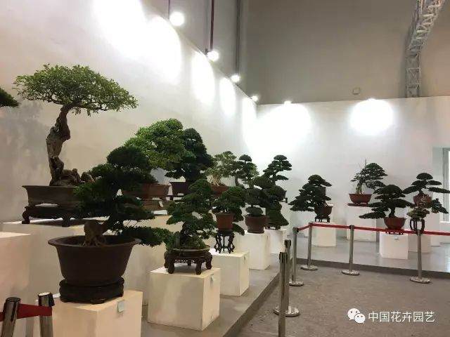 关于举办第二届中国杯盆景大赛的通知【图】