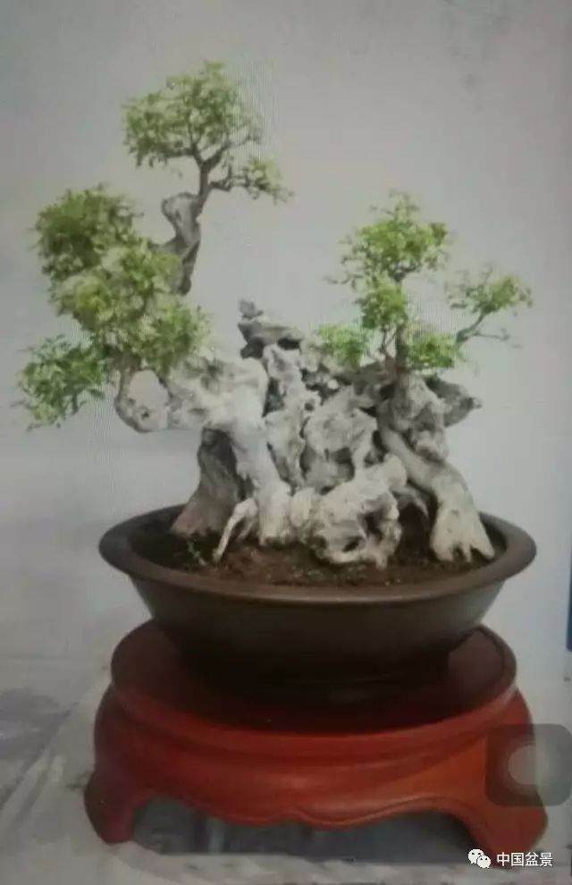 2017年第十一届郑州国际博览会盆景展