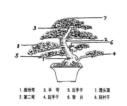 第四届中国风盆景展丨通派盆景传承人之一:袁华