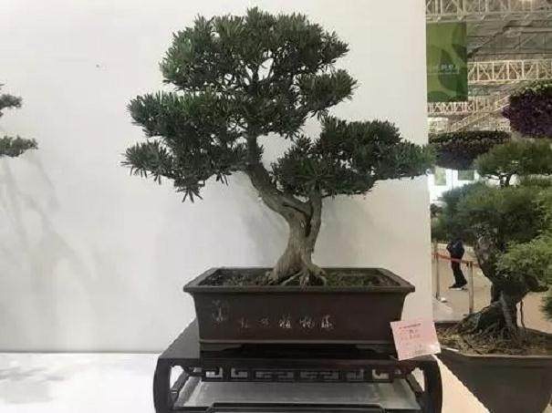 第二届中国杯盆景大赛在银开幕,260件参赛作品不容错过