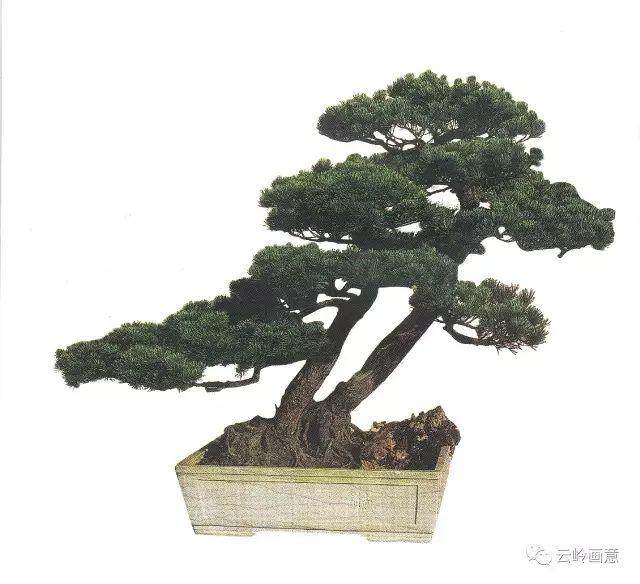 那些年,曾陪伴我们走过的盆景(二)