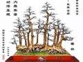 盆景创作就如写诗-洪汉泉盆景艺术欣赏