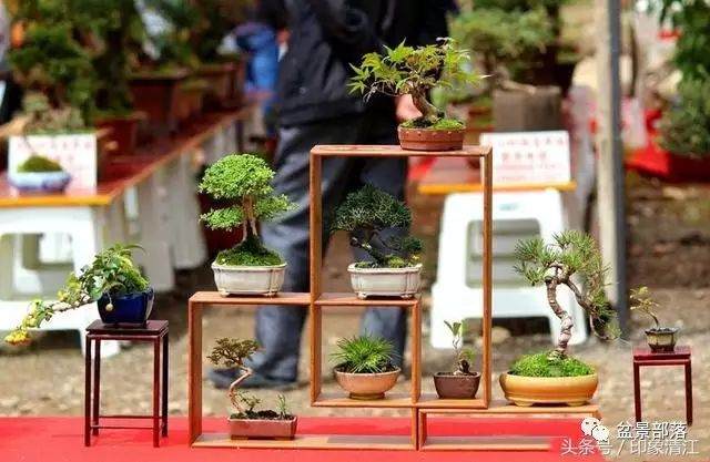 诗意盆景——云南剑川第二届盆景艺术展