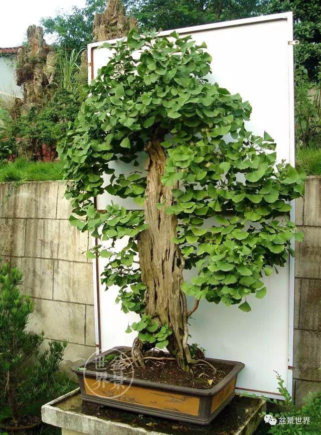 制作记丨从柴火堆抢救出的古银杏盆景
