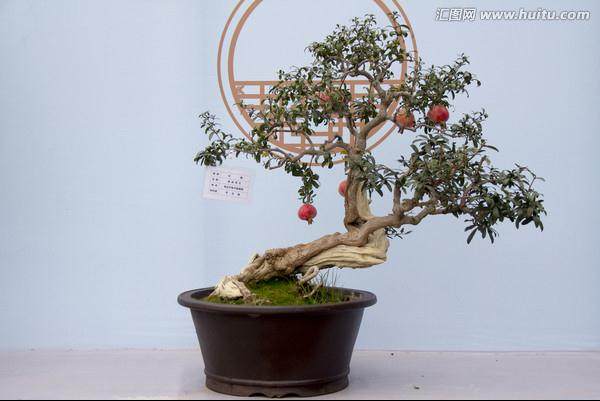 通知 广州盆景专委会定于9月23日举行第三次活动日