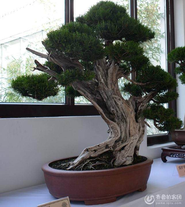 第九届菏泽盆景艺术展开幕