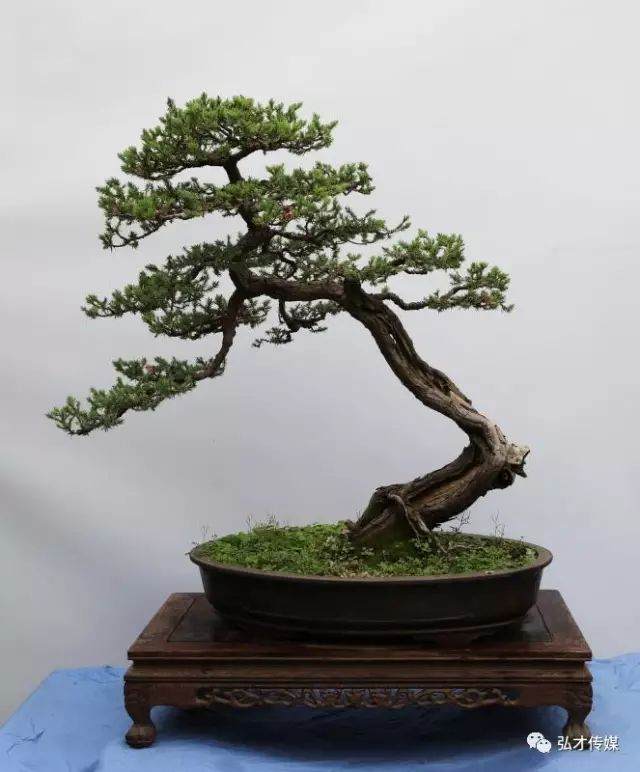 2018灌云首届盆景艺术展即将开幕！