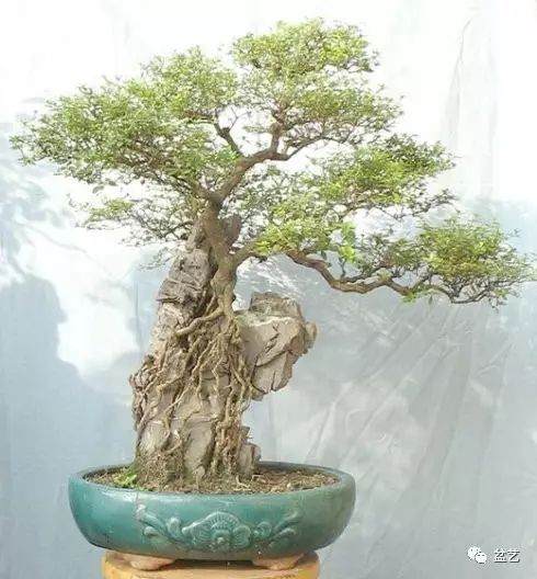 用岭南盆景方法剪的一盆六月雪盆景