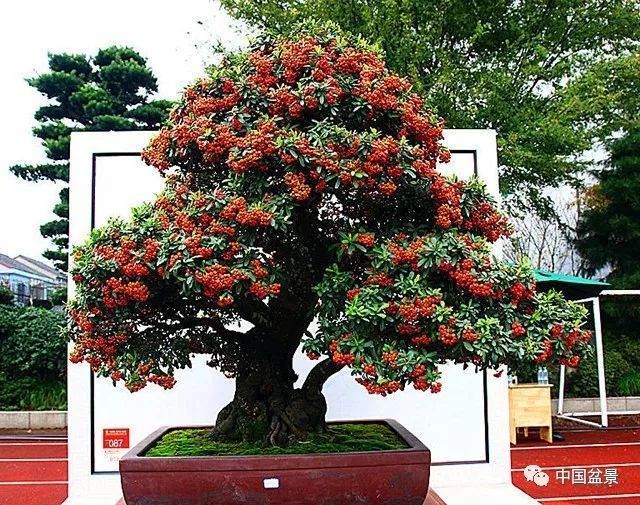 盆景养护是造型后气质的升华！