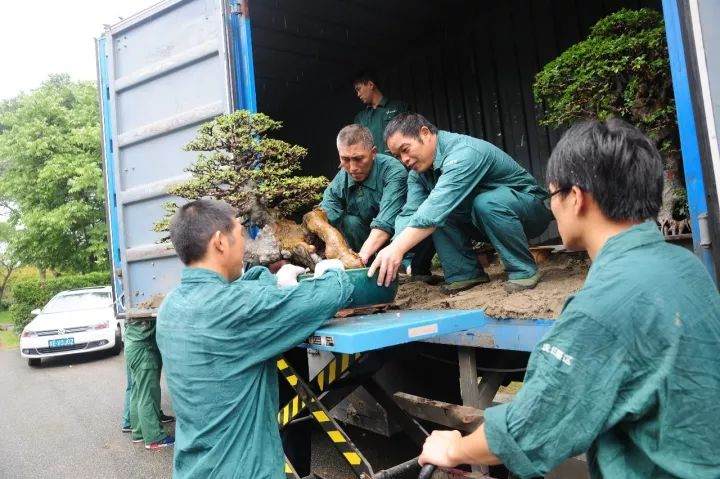 苏式盆景将亮相国际园博会,我们郑州见!