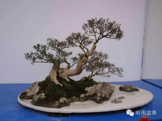 盆景不可片面求大