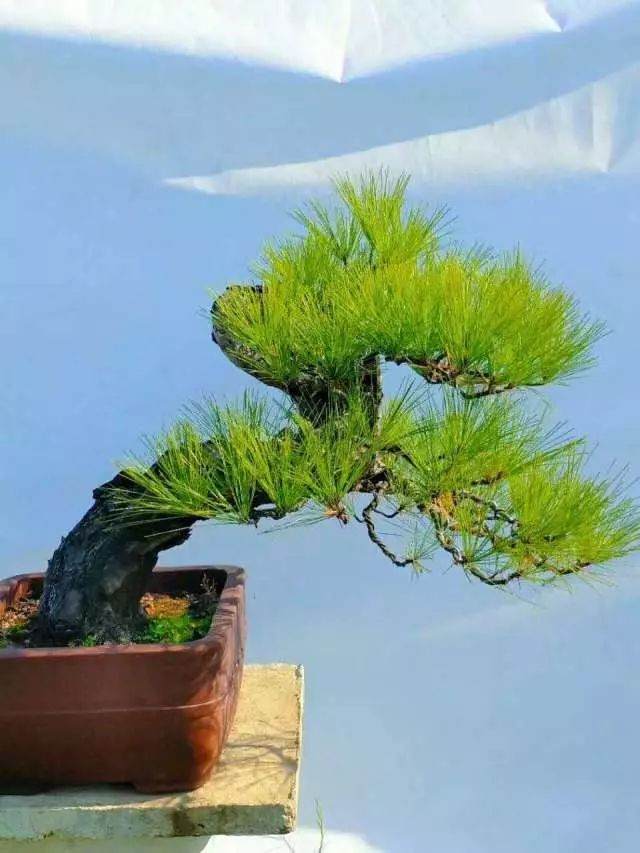 成型盆景如美女，需要长期保养和维护！