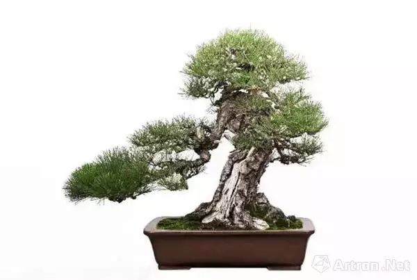 “活”的艺术品 佳士得上海秋拍松柏盆景精选