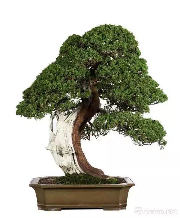 “活”的艺术品 佳士得上海秋拍松柏盆景精选