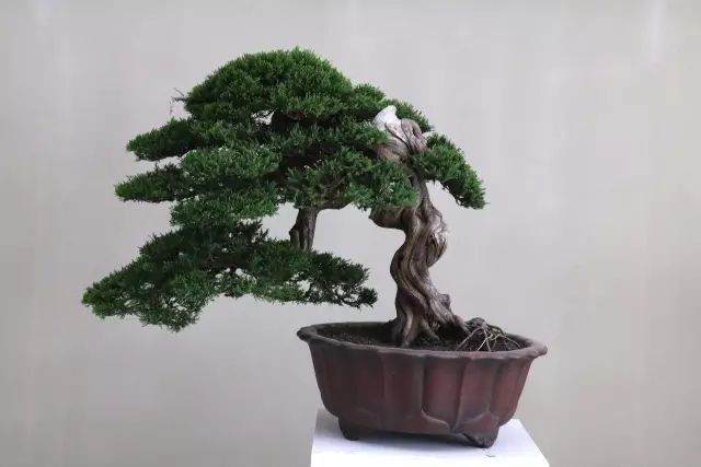 江苏首届乡土人才盆景技艺大赛