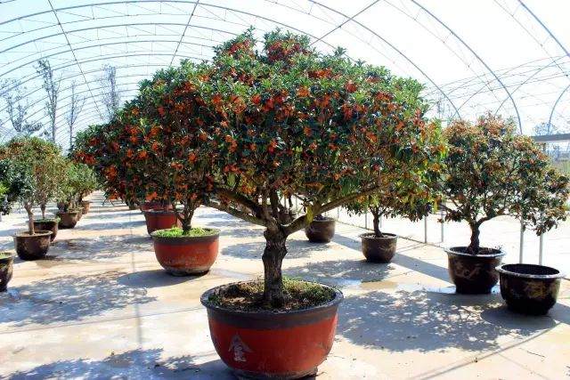 2017莱西最大的盆景展览马上开始啦!不看绝对后悔!