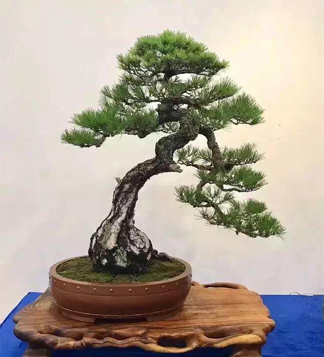 今年最不容错过的盆景展要来啦&mdash;9月28日在旗袍小镇 期待与你相遇