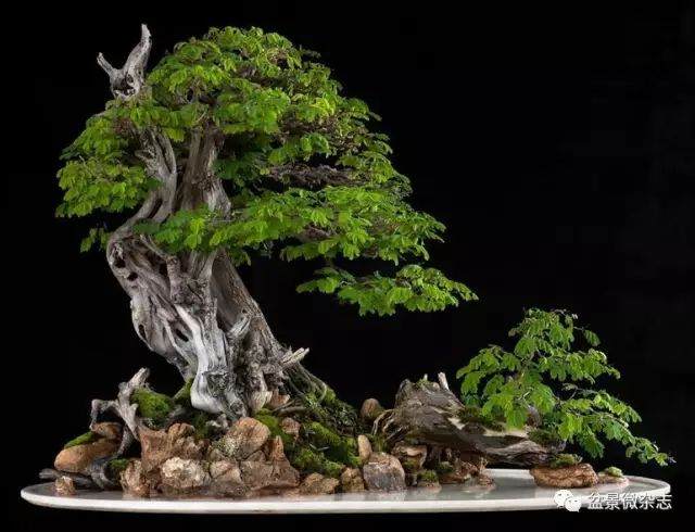 山水盆景艺术的生命到底是什么?