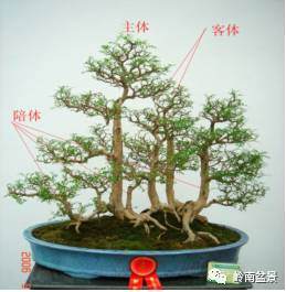 盆景造型的基本理论之（二）&mdash;&mdash;造型的一般规律