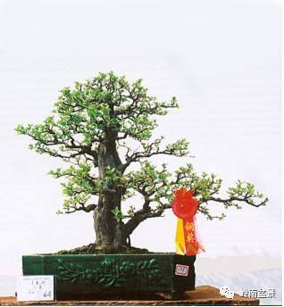 盆景造型的基本理论之（二）&mdash;&mdash;造型的一般规律