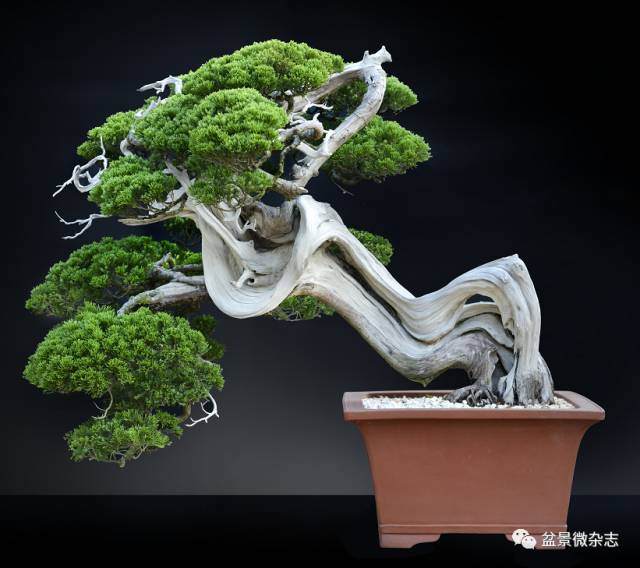 鸿江盆景技师刘善亭创作作品历程分享