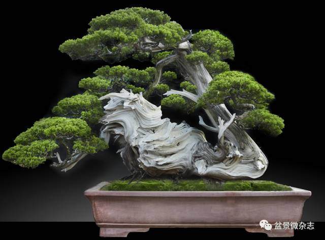 鸿江盆景技师刘善亭创作作品历程分享
