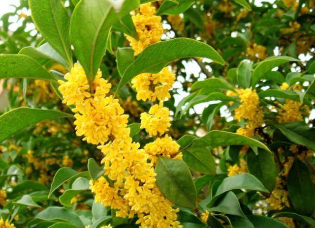 2017首届绿野桂花闻香节暨盆景博览会拉开帷幕！