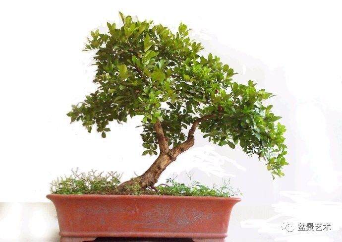 金叶女贞盆景的嫁接与管理