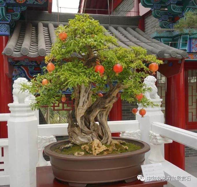 探访河南盆景的崛起欣赏盆景展陈艺术的视觉盛宴